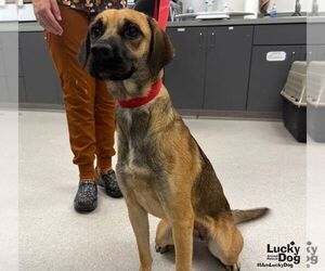 Mystique - Female Black Mouth Cur-Labrador Retriever Mix Dog for Adoption - Photo #3