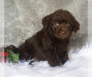 Miniature Labradoodle Puppy for sale in FREDERICKSBG, OH, USA