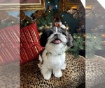 Small Photo #1 Shih Tzu Puppy For Sale in HOUSTON, TX, USA