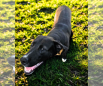 Small #1 Mutt