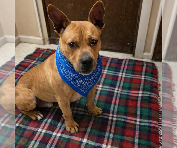 Medium Photo #5 Bulldog-Dogue de Bordeaux Mix Puppy For Sale in Mt. Laurel, NJ, USA