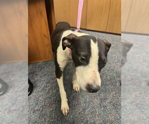 American Pit Bull Terrier Dogs for adoption in Pearland, TX, USA