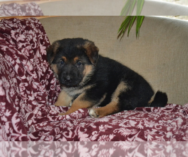 Medium Photo #1 German Shepherd Dog Puppy For Sale in GREENWOOD, WI, USA