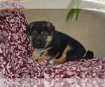 Puppy Tango German Shepherd Dog