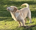 Small Photo #2 Labrador Retriever Puppy For Sale in SEATTLE, WA, USA