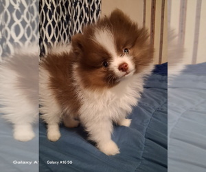 Pomeranian Puppy for sale in NORTH RICHLAND HILLS, TX, USA