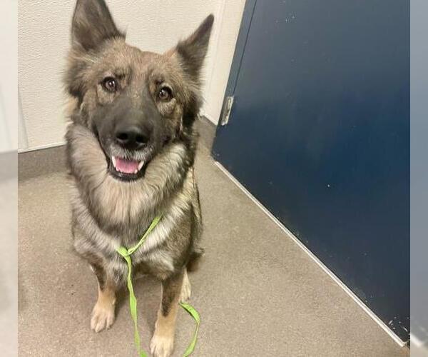 Medium Photo #1 German Shepherd Dog-Unknown Mix Puppy For Sale in HESPERIA, CA, USA