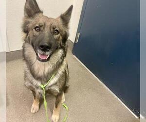German Shepherd Dog-Unknown Mix Dogs for adoption in HESPERIA, CA, USA