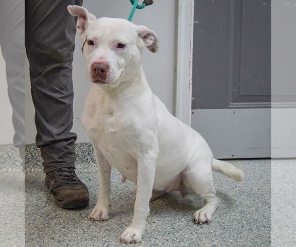 Medium Photo #8 American Bulldog-American Staffordshire Terrier Mix Puppy For Sale in Huntley, IL, USA