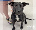 Small #3 Labrador Retriever Mix