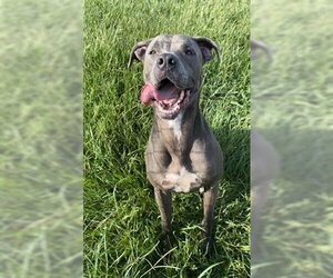 Mastiff-Staffordshire Bull Terrier Mix Dogs for adoption in Rosenberg, TX, USA