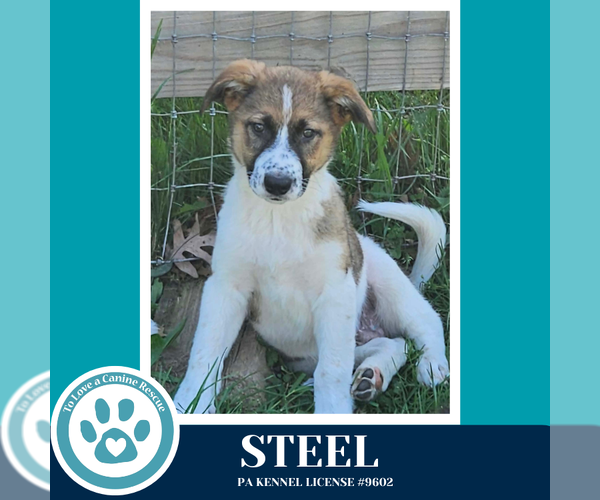 Medium Photo #2 Mutt Puppy For Sale in Kimberton, PA, USA