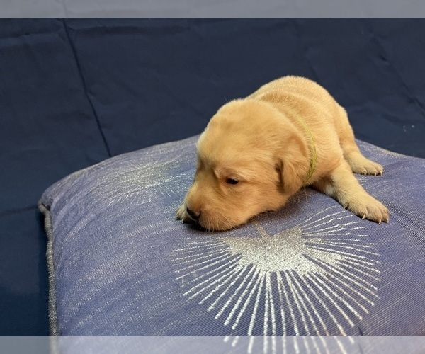 Medium Photo #22 Labrador Retriever Puppy For Sale in BARTLETT, IL, USA