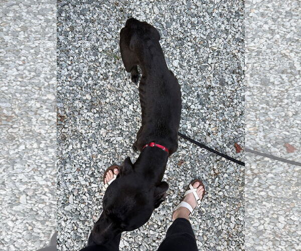 Medium Photo #8 American Staffordshire Terrier-Unknown Mix Puppy For Sale in Holly Springs, NC, USA