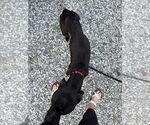 Small #7 American Staffordshire Terrier Mix