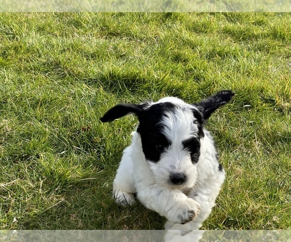 Medium Photo #30 Aussiedoodle Puppy For Sale in BREMERTON, WA, USA