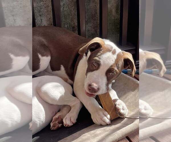 Medium Photo #23 American Pit Bull Terrier-Unknown Mix Puppy For Sale in New York, NY, USA