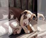 Small #22 American Pit Bull Terrier Mix