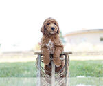 Small Photo #2 Goldendoodle (Miniature) Puppy For Sale in WARSAW, IN, USA