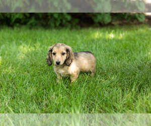 Dachshund Puppy for sale in MILFORD, IN, USA