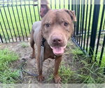 Small Photo #2 American Pit Bull Terrier Puppy For Sale in Ocala, FL, USA