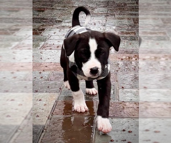 Medium Photo #2 Border Collie Puppy For Sale in Minneapolis, MN, USA