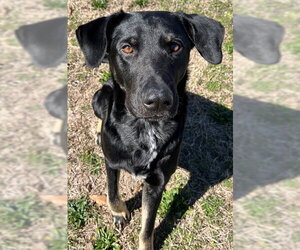 German Shepherd Dog-Unknown Mix Dogs for adoption in Augusta, GA, USA