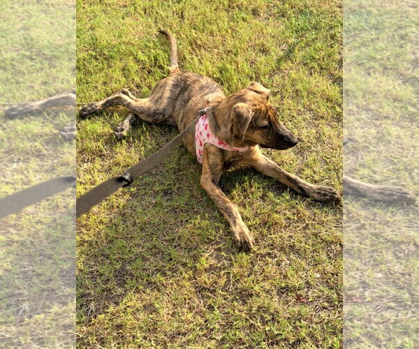 Medium Photo #2 German Shepherd Dog-Plott Hound Mix Puppy For Sale in Cary, NC, USA