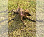 Small #1 German Shepherd Dog-Plott Hound Mix