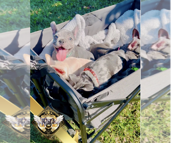Medium Photo #10 French Bulldog Puppy For Sale in ATHENS, GA, USA
