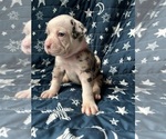 Puppy Morgan Alapaha Blue Blood Bulldog