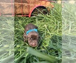 Image preview for Ad Listing. Nickname: AKC Labs