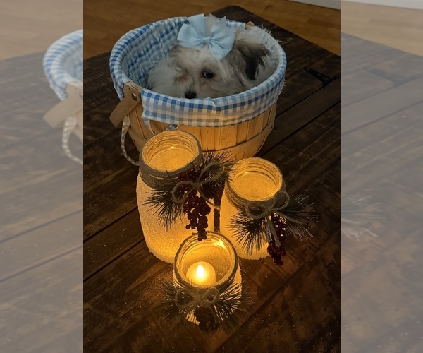 Medium Photo #49 Shih-Poo Puppy For Sale in DINWIDDIE, VA, USA