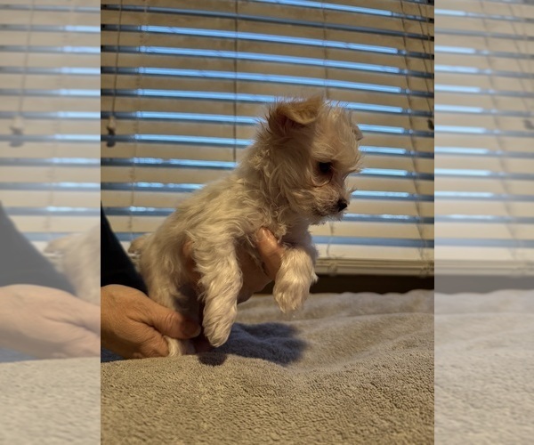 Medium Photo #3 Yorkshire Terrier Puppy For Sale in DOTHAN, AL, USA