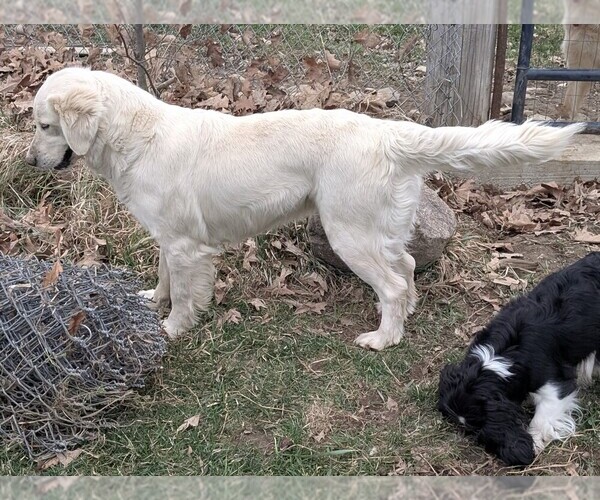Medium Photo #1 English Cream Golden Retriever Puppy For Sale in WOOSTER, OH, USA