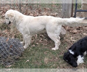 Mother of the English Cream Golden Retriever puppies born on 11/15/2025