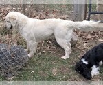 Small Photo #1 English Cream Golden Retriever Puppy For Sale in WOOSTER, OH, USA