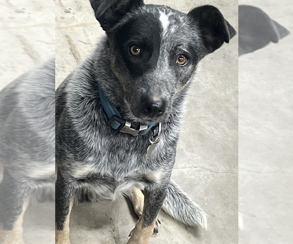 Medium Photo #1 Australian Cattle Dog Puppy For Sale in LONE ROCK, WI, USA