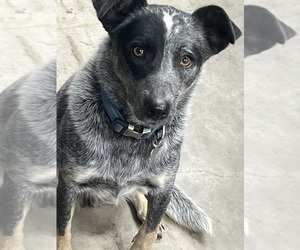 Mother of the Australian Cattle Dog puppies born on 05/10/2026