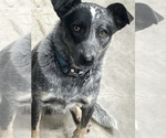 Small Photo #1 Australian Cattle Dog Puppy For Sale in LONE ROCK, WI, USA