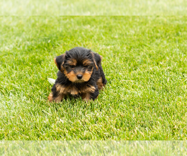 Medium Photo #2 Yorkshire Terrier Puppy For Sale in NAPPANEE, IN, USA