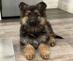 Small Photo #5 German Shepherd Dog Puppy For Sale in COLUMBUS, IN, USA