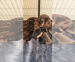 Small Photo #6 Doberman Pinscher Puppy For Sale in RIVERSIDE, CA, USA