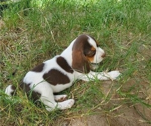 Beagle Puppy for Sale in LINCOLN, Texas USA