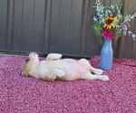 Small #1 Australian Shepherd-Cardigan Welsh Corgi Mix