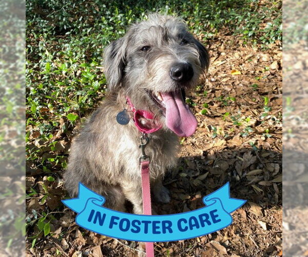 Medium Photo #1 Labradoodle Puppy For Sale in Tallahassee, FL, USA
