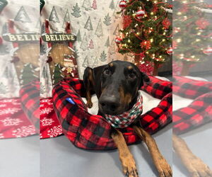 Doberman Pinscher Dogs for adoption in South Bend, IN, USA