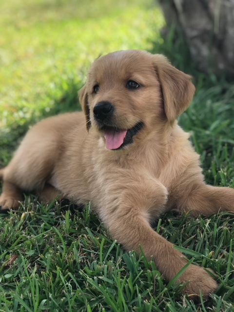 View Ad Golden Retriever Puppy For Sale Near South Carolina Myrtle Beach Usa Adn 93917