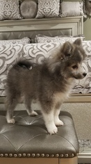 Pomsky Puppy for sale in DRACUT, MA, USA