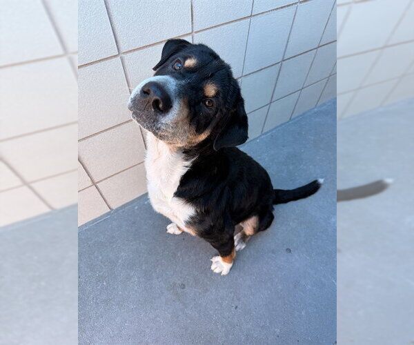 Medium Photo #1 Bernese Mountain Dog Puppy For Sale in Corpus Christi, TX, USA